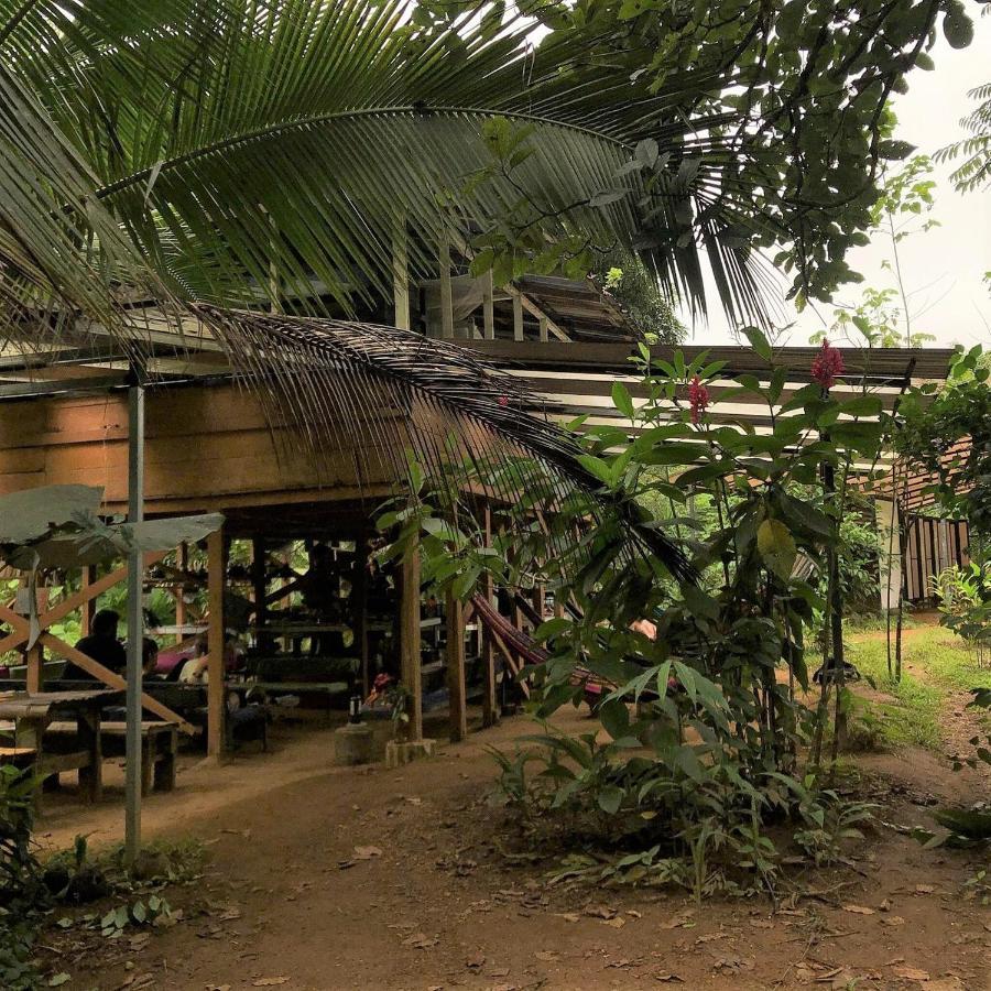 Bolita Rainforest Hostel&Cabinas Dos Brazos Exterior foto
